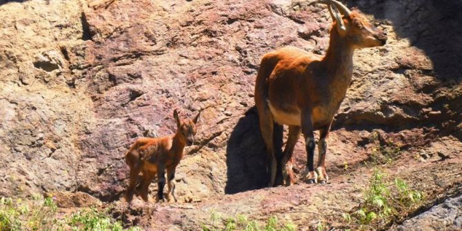 Giresun’da Kızıl Geyikler Fotokapana Yakalandı
