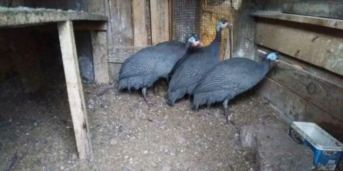 Hisarcık’ta Tokat Tavuğu Üretimi Yaygınlaşıyor