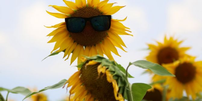Çukurova’da ‘Beyaz Altın’ Yerini ‘Sarı Altın’a Bıraktı