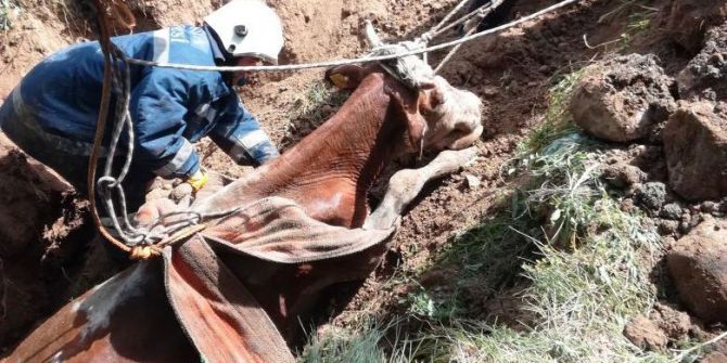Kuyuya Düşen İnek Kurtarıldı