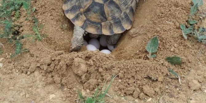 Kaplumbağalar Doğaya Yumurta Bırakmaya Başladı