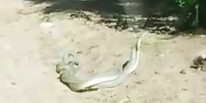 Yılanların İlginç Dansı