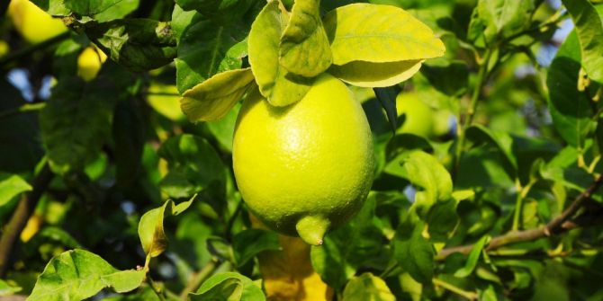 Limon Yağının Cilde Faydaları