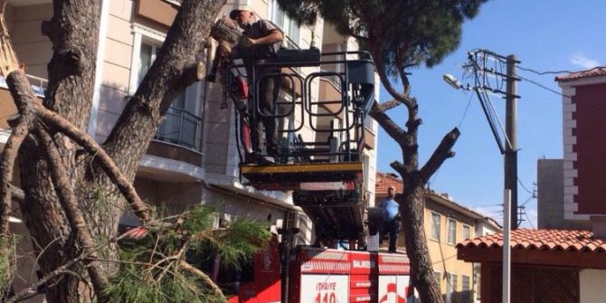 Gömeç’te Tehlikeye Neden Olan Ağaçlar Budandı