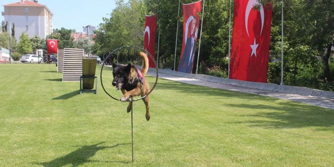 Köpekler Jandarma Teşkilatının Kuruluş Yıldönümünde Hünerlerini Sergiledi