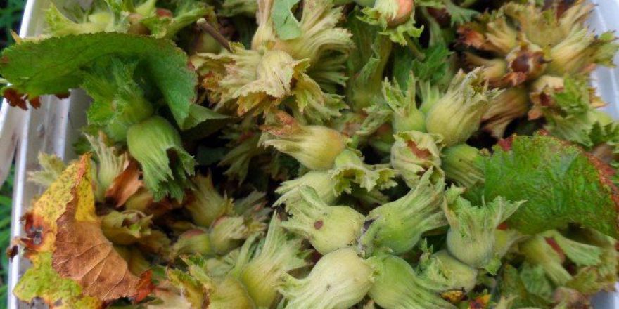 Hasat Mevsimi Açılan Fındıkta Satışlar 11 Tl’yi Gördü