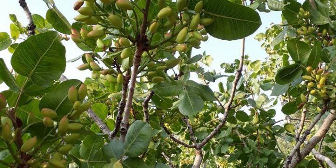 Hastalığa Yakalanan Antep Fıstığı Aydınlı Üreticisini Üzdü
