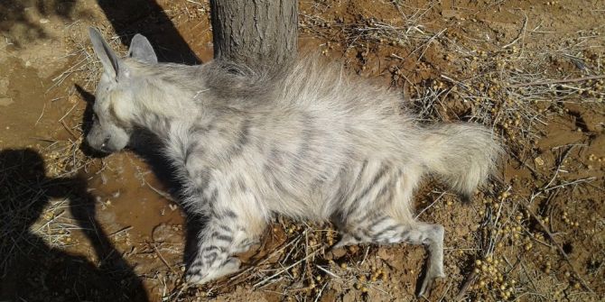 Koruma Altındaki Sırtlan Kazada Telef Oldu