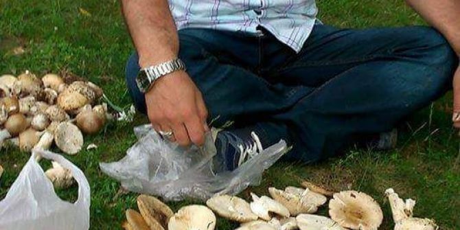 Mantar, Köylülerin Geçim Kaynağı Oldu