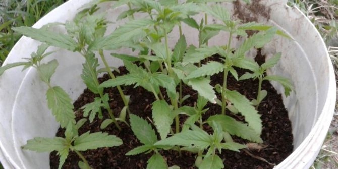 Uşak’ta 180 Kök Kenevir Ele Geçirildi