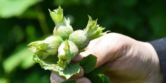 Fındıkta Külleme Hastalığı Dikkat