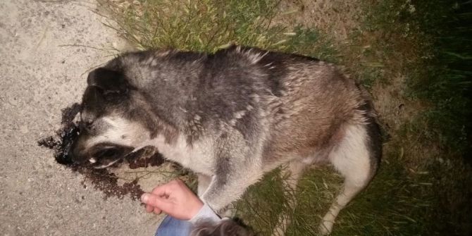 Başkent’te Vahşet