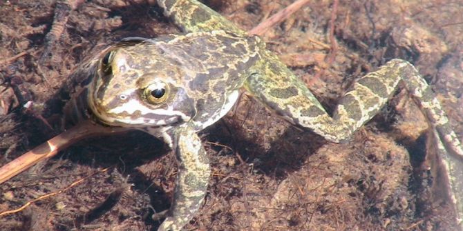 Dünya’da Sadece Niğde’de Görülen Toros Kurbağası Biyokaçakçılığa Karşı Korunuyor