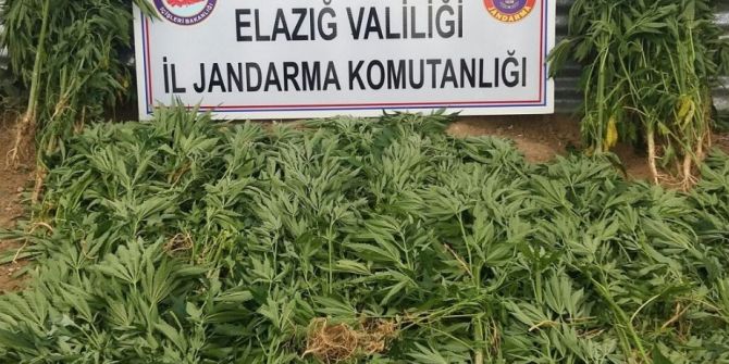 Elazığ’da Uyuşturucudan 1 Kişi Tutuklandı