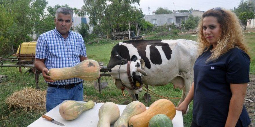 Hayvan Yemine Milli Çözüm: Kabak