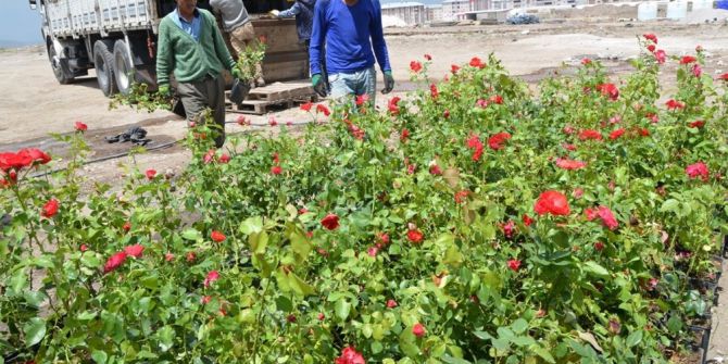 Palandöken Belediyesi’nde 60 Bin Çiçek Ve 5 Bin Gül Toprakla Buluşuyor