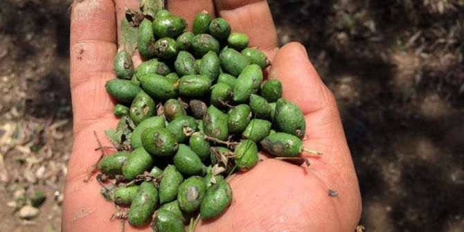 Aydın’da Selin Yaralarının Sarılması İçin Çalışma Başlatıldı