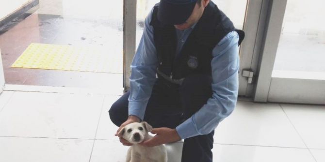 Yaralı Köpeğe Zabıta Sahip Çıktı