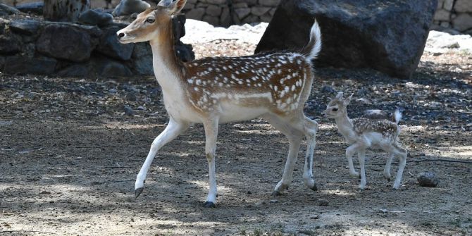 Bu Da İzmirli Bambi