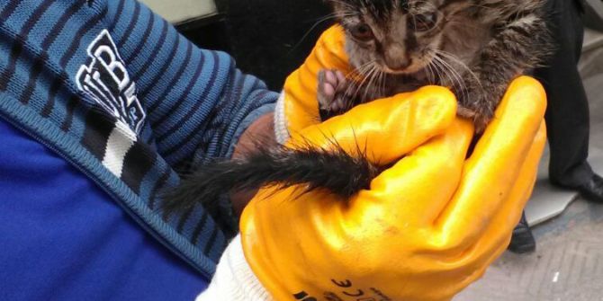 Otomobilin Motoruna Giren Yavru Kedi Zor Anlar Yaşattı