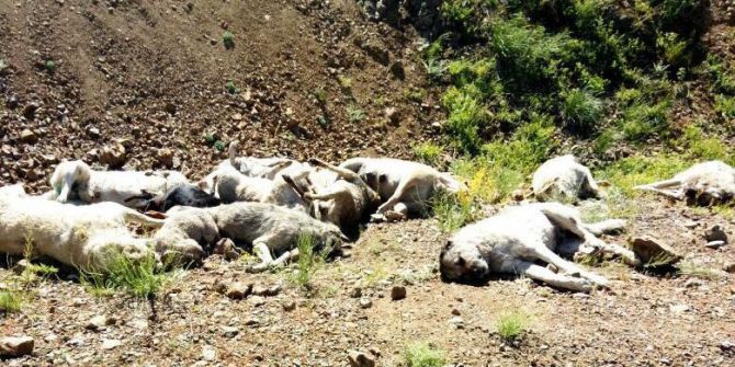 Kubbe Dağında Köpek Katliamı İddiası