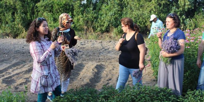 Edirne’nin İlk Lavanta Hasadı Gerçekleşti