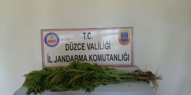 Jandarmadan Kenevir Baskını