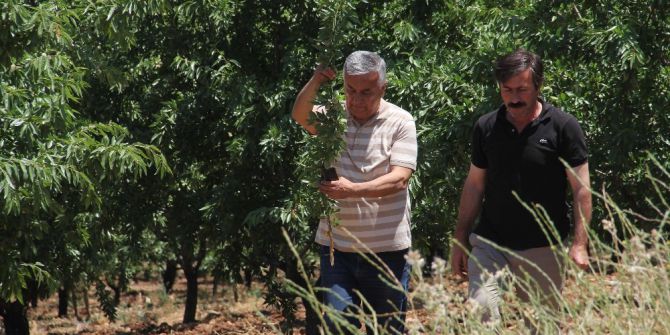 Badem Bahçelerinin Verimliliği İncelendi