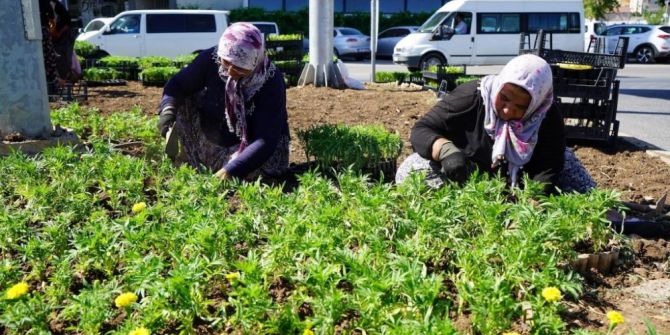 Kavşaklara Mevsim Çiçekleri Dikildi