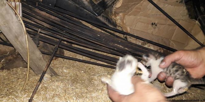 Yangında İki Yavru Kedi Son Anda Kurtarıldı