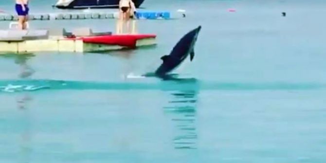 Tatilcilerin Gözdesi Sevimli Yunus Ölü Bulundu