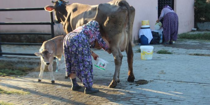 Süt Üreticilerine Eğitimler Devam Ediyor