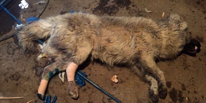 Ayakları Kırılan Köpeğe Hayvanseverler Sahip Çıktı