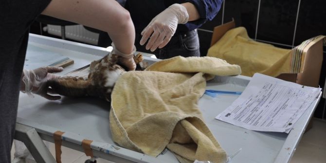 Yaban Hayvanları Kars’ta Emin Ellerde