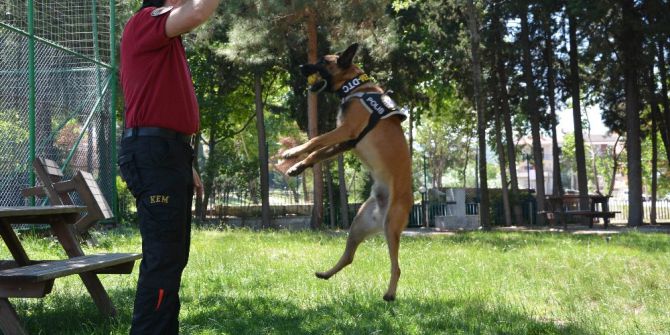 Narkotik Köpeği Galia, Binlerce Genci Zehirlenmekten Kurtardı
