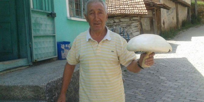 1 Kilo 500 Gramlık Mantar