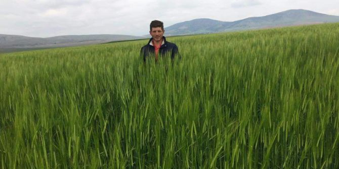 Buğdayda Rekor Verim Bekleniyor