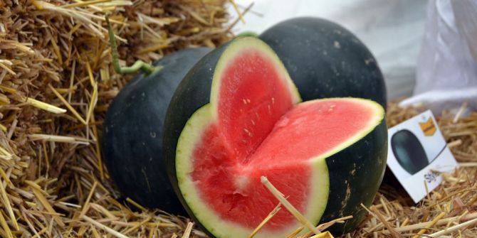 Adana Karpuzuna Çekirdeksiz Rakip