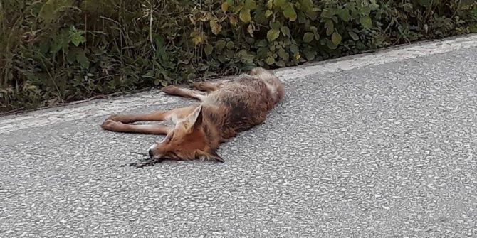 Otomobilin Çaprtığı Tilki Telef Oldu