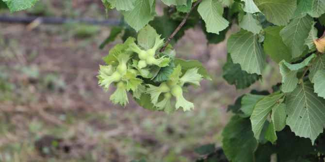 Fındıkta Büyük Umut