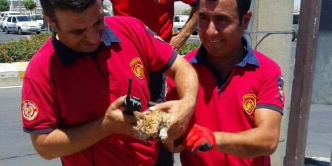 Beton Elektrik Direğinde Mahsur Kalan Yavru Kedi Kurtarıldı