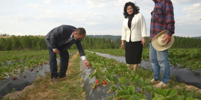 Kırklareli’nde Çilek Hasadı