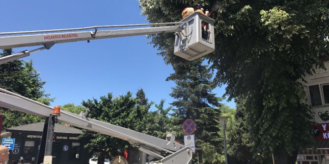 Akçakoca Belediyesi Haşarat İle Mücadelesini Sürdürüyor