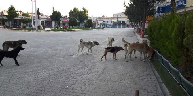 Köpeklerle Başa Çıkılamıyor