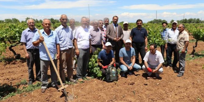 Elazığ’da Üzüm Yetiştiricilerine Kurs