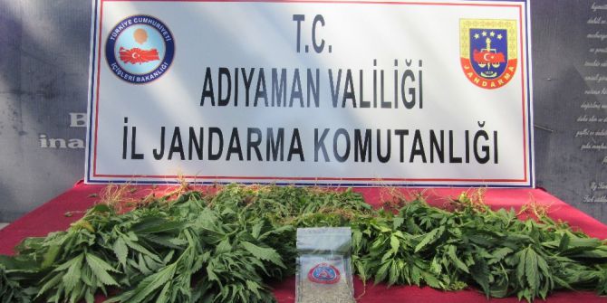 Jandarma Kenevir Bitkisi Ele Geçirdi