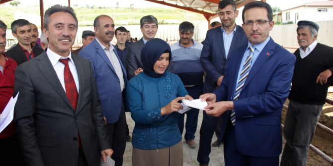 Kastamonu’da 29 Yetiştiriciye 176 Büyükbaş Hayvan Dağıtıldı