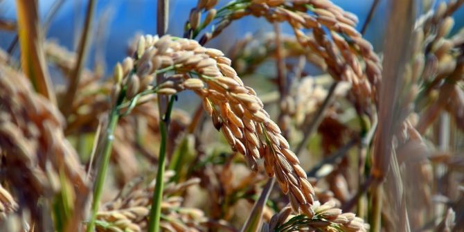 Beyaz Altının Tarladan Sofralara Uzanan Yolculuğu