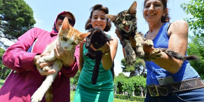 Sokak Kedileri Ve Köpekleri Yeni Yuvaya Kavuşuyor