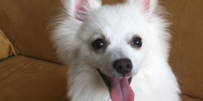 Esenyurt’ta Köpek Hırsızları Kamerada